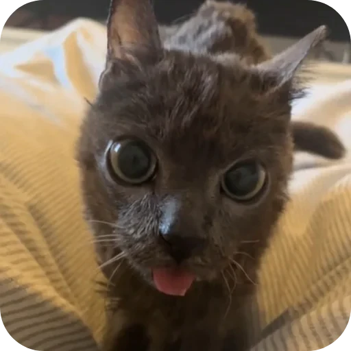 🐱 Стикер «TREX» для Telegram