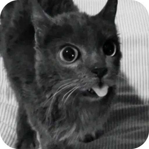 🐱 Стикер «TREX» для Telegram