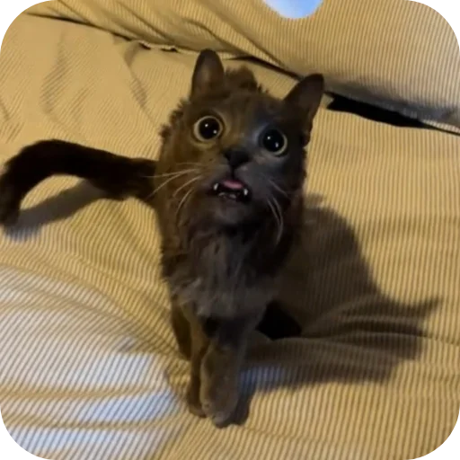 🐱 Стикер «TREX» для Telegram