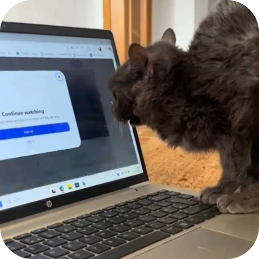 🐱 Стикер «TREX» для Telegram
