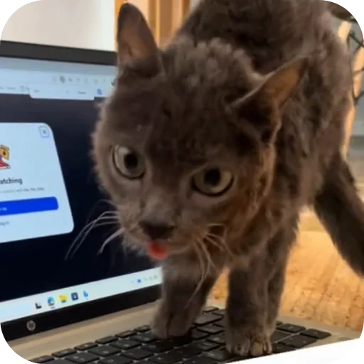 🐱 Стикер «TREX» для Telegram
