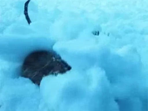 🥶 Стикер «Леголас» для Telegram