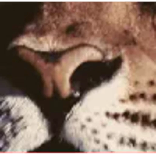 🤩 Эмодзи «leopard» для Telegram