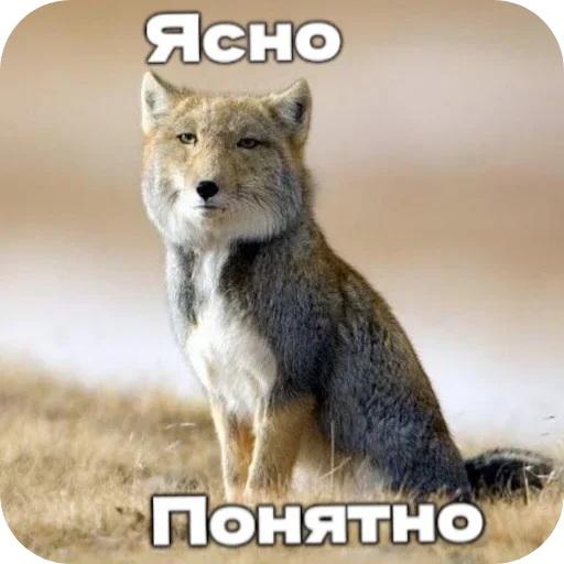 😐 Стикер «Лиса» для Telegram