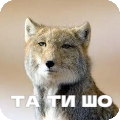 🔳 Стикер «Лиса» для Telegram