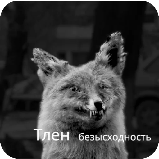 🦊 Стикер «Лиса» для Telegram
