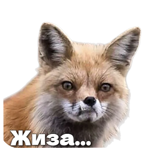🦊 Стикер «Лиса» для Telegram