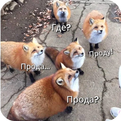 🦊 Стикер «Лиса» для Telegram