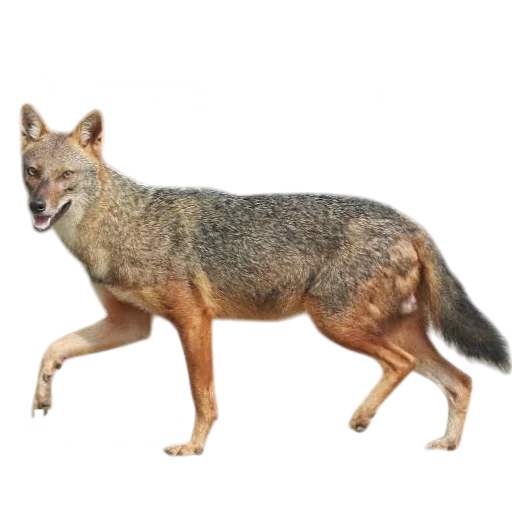 🦊 Стикер «Лиса» для Telegram