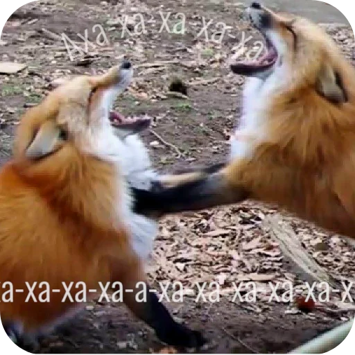 🦊 Стикер «Лиса» для Telegram