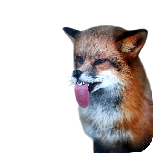 🦊 Стикер «Лиса» для Telegram