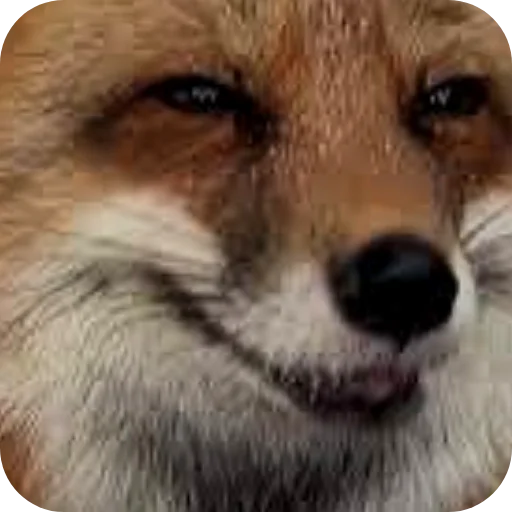 🦊 Стикер «Лиса» для Telegram