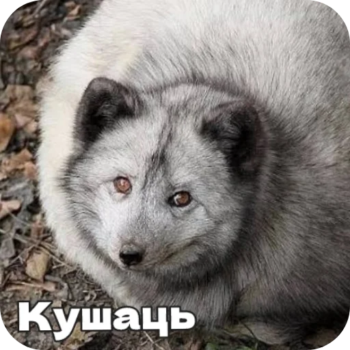 🦊 Стикер «Лиса» для Telegram