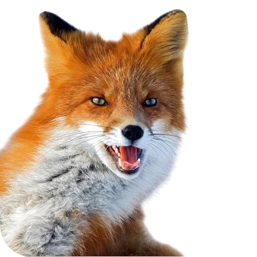 🦊 Стикер «Лиса» для Telegram