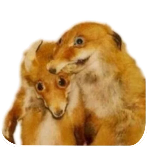 🦊 Стикер «Лиса» для Telegram