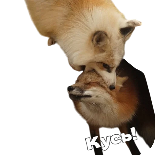 🦊 Стикер «Лиса» для Telegram