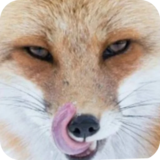 🤲 Стикер «Лиса» для Telegram