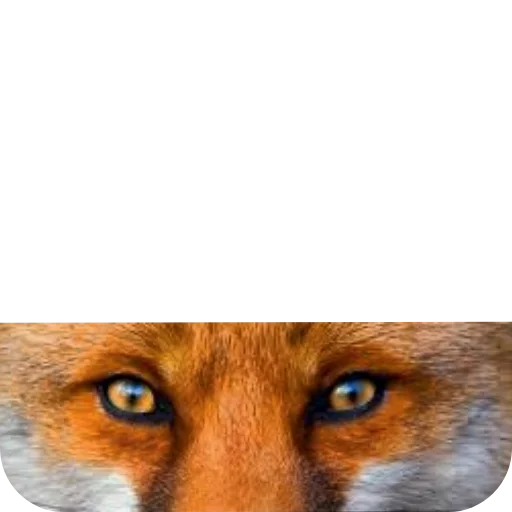 🦊 Стикер «Лиса» для Telegram