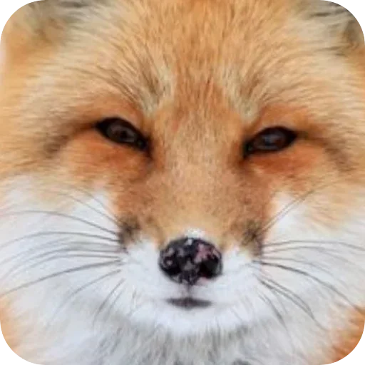 🫥 Стикер «Лиса» для Telegram