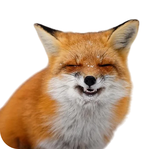 🐱 Стикер «Лиса» для Telegram