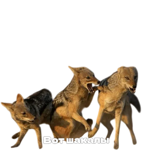 😱 Стикер «Лиса» для Telegram