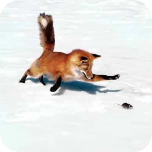 🐶 Стикер «Лиса» для Telegram
