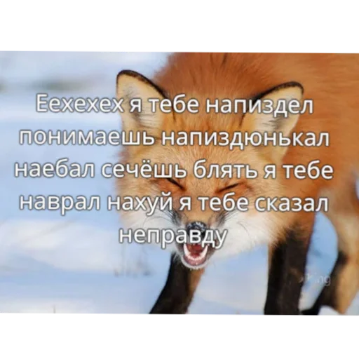 😬 Стикер «Лиса» для Telegram