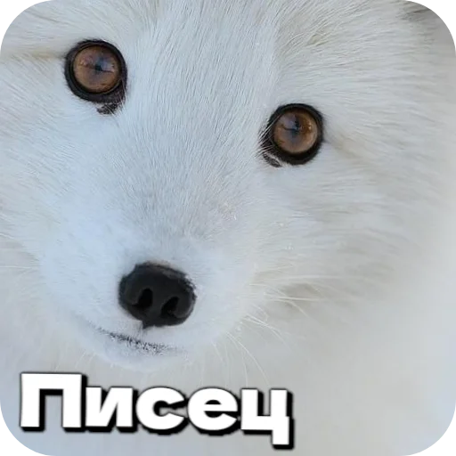 🦊 Стикер «Лиса» для Telegram