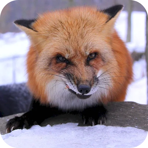 🦊 Стикер «Лиса» для Telegram