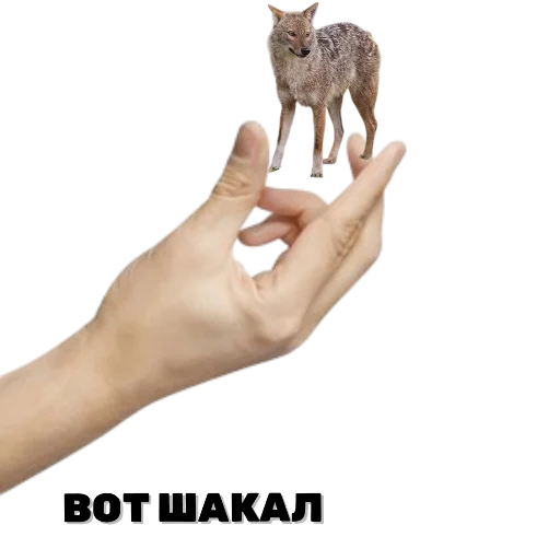 🐺 Стикер «Лиса» для Telegram
