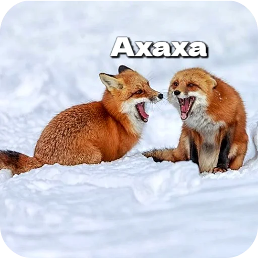 🤣 Стикер «Лиса» для Telegram