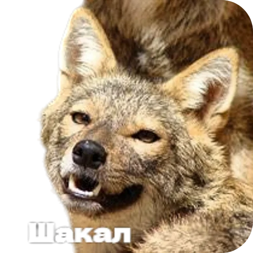 🦊 Стикер «Лиса» для Telegram