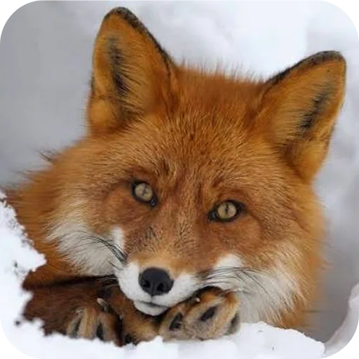 🦊 Стикер «Лиса» для Telegram