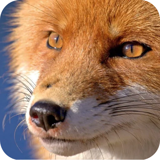 🦊 Стикер «Лиса» для Telegram
