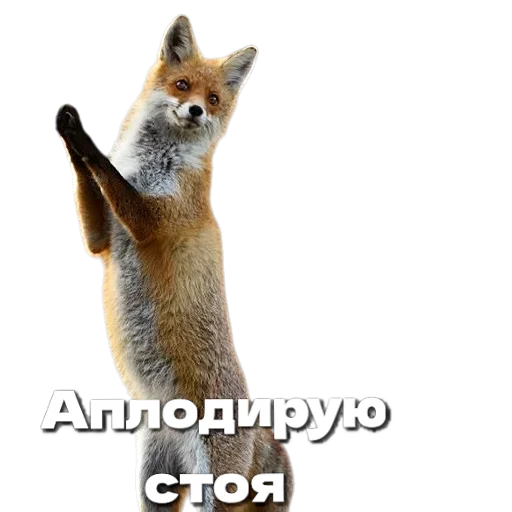 👏 Стикер «Лиса» для Telegram