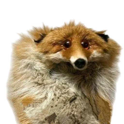 🦊 Стикер «Лиса» для Telegram