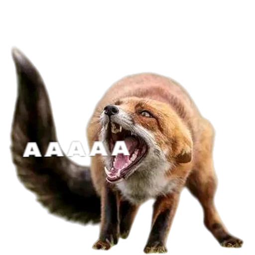 🦊 Стикер «Лиса» для Telegram