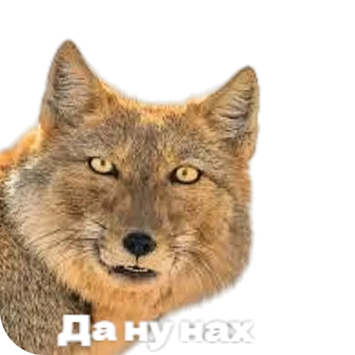 🦊 Стикер «Лиса» для Telegram