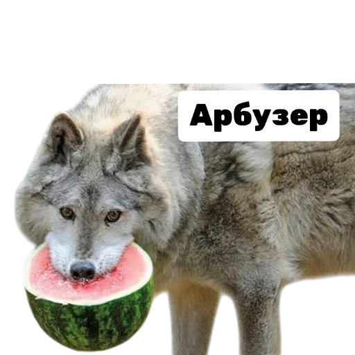 🍉 Стикер «Лиса» для Telegram