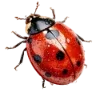 🐞 Эмодзи «Набор эмоджи с летним миксом» для Telegram