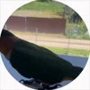 Стикер 30 Птичьи Дичи