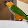 Стикер 3 Птичьи Дичи