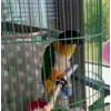 Стикер 37 Птичьи Дичи