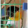 Стикер 6 Птичьи Дичи