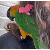 Стикер 59 Птичьи Дичи