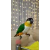 Стикер 25 Птичьи Дичи