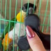 Стикер 5 Птичьи Дичи