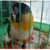 Стикер 24 Птичьи Дичи