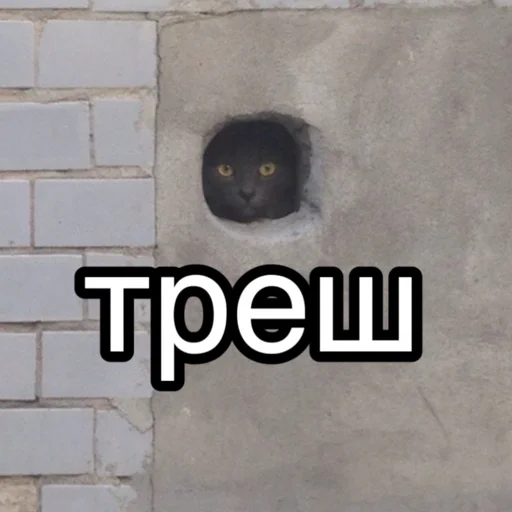 🤦‍♂️ Стикер «leyapepel» для Telegram