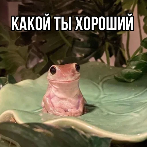 🥰 Стикер «leyapepel» для Telegram